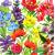 Serwetka decoupage firmy PPD kwiaty 33x33cm